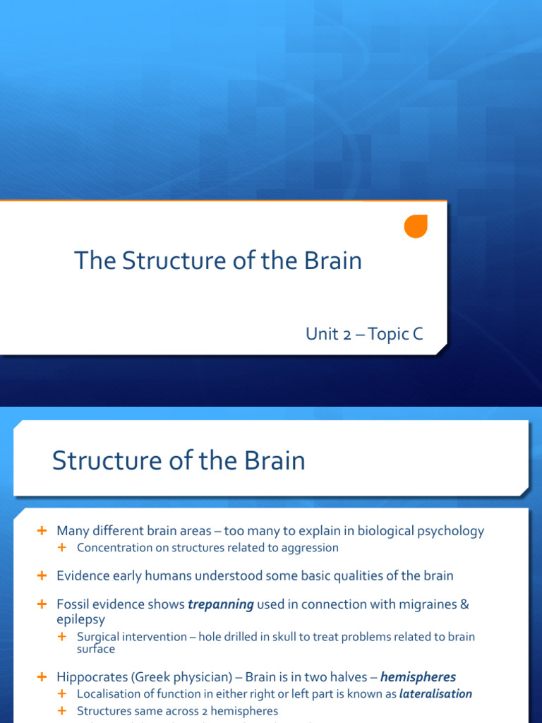 4. the Structure of the Brain (1) | PDF | Limbic System | Prefrontal Cortex
