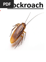 NCERT Cockroach Anatomy Overview | PDF | Anatomy