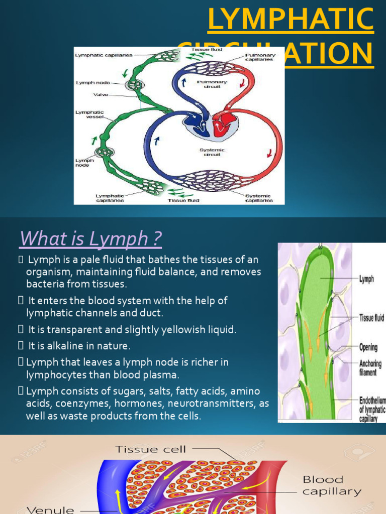 Lymphatic Circuletion.pptx | PDF | Lymph | Circulatory System