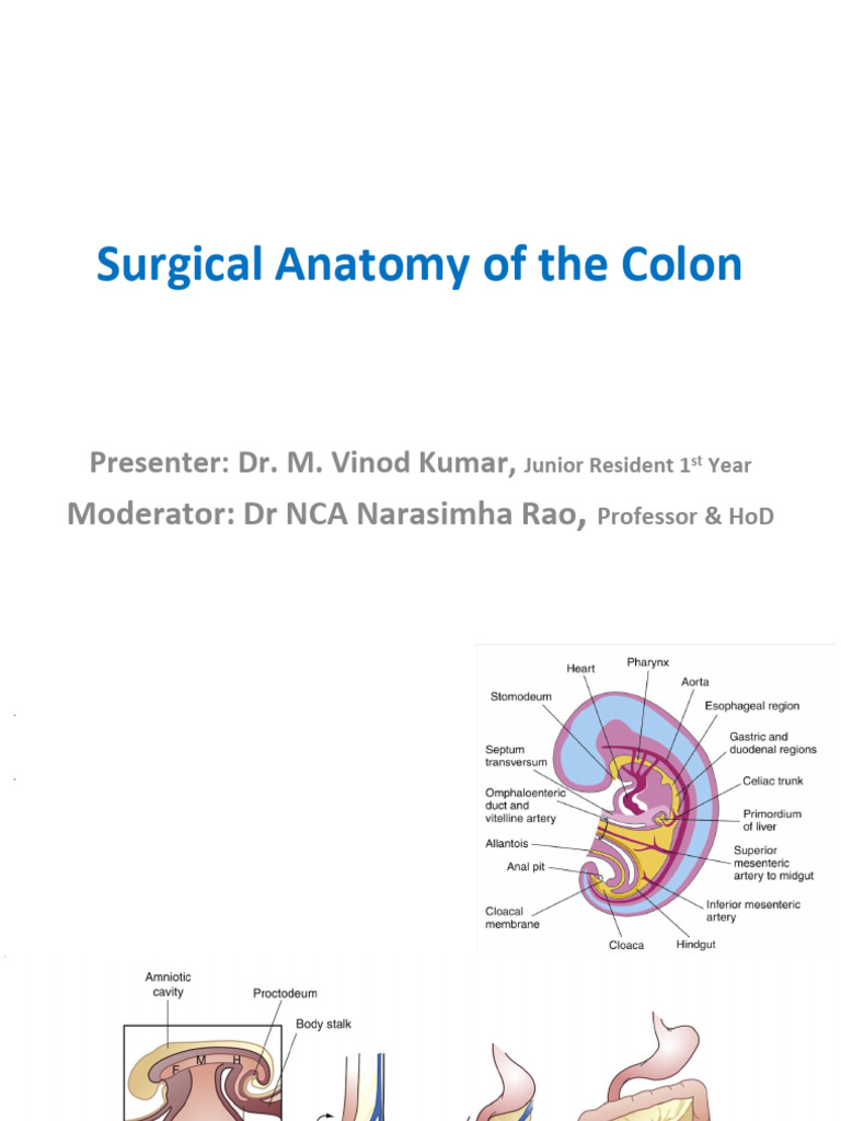 Surgical Anatomy Colon (2) | PDF