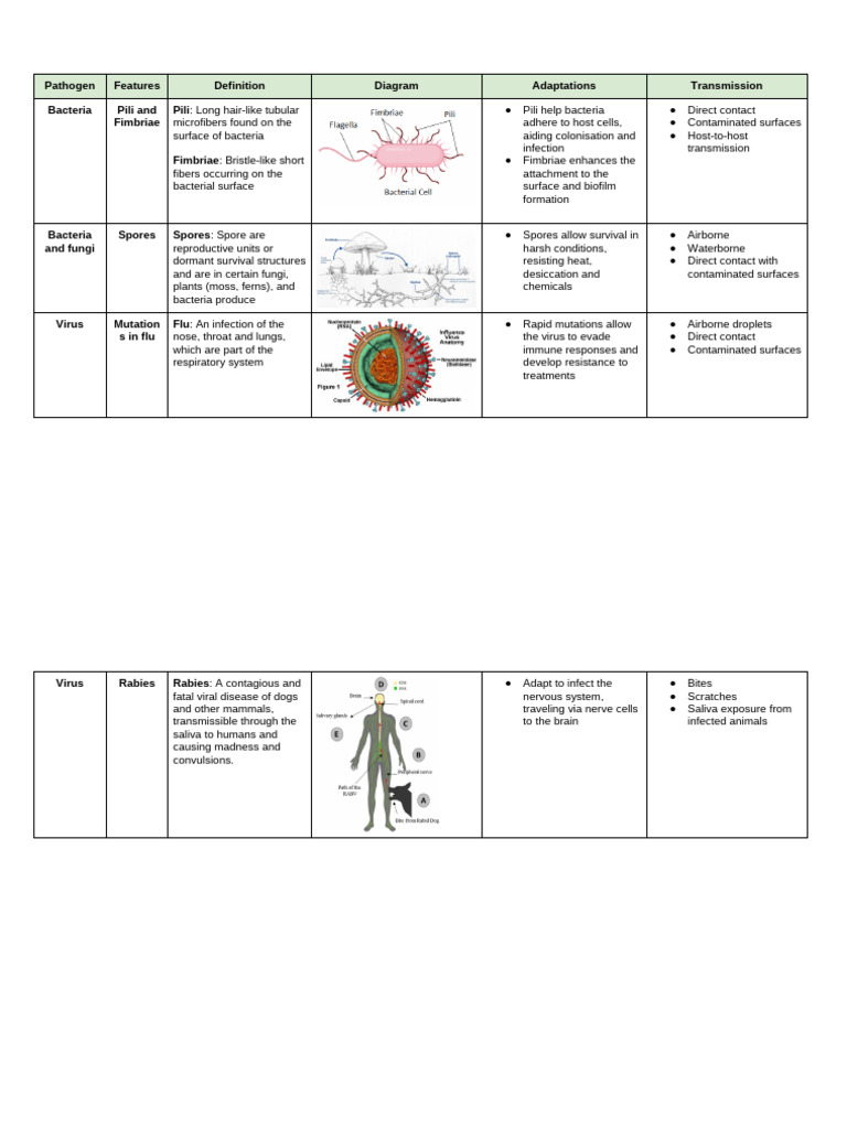 Adaptations of Pathogens - Notes - 2025 - Yr 12 | PDF | Bacteria ...