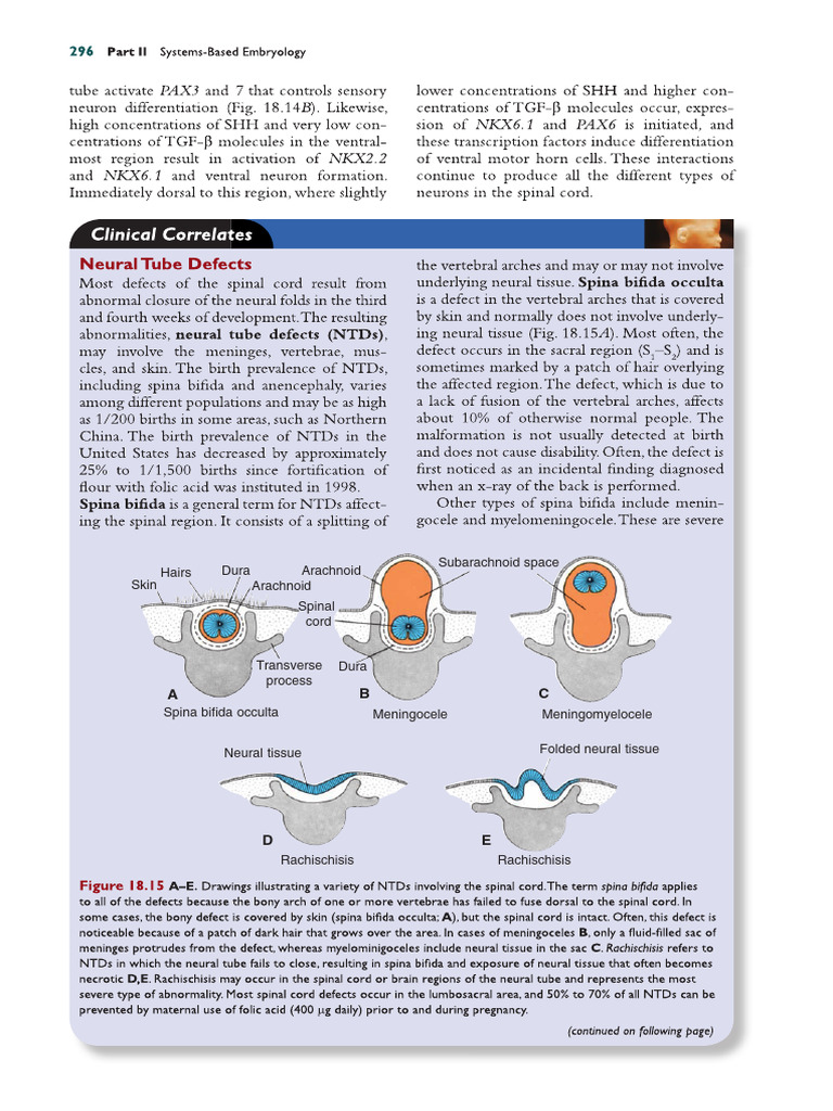 Spinal Cord Defects | PDF