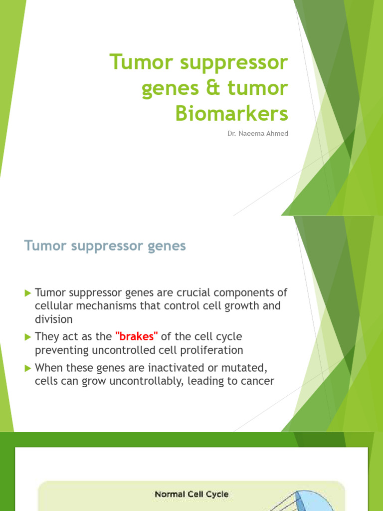 Tumor Suppressor Genes & Tumor Biomarkers | PDF | Cell Cycle | Tumor ...