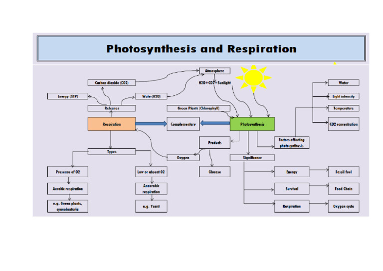 Photosynthesis and Respiration Process Mind Map | PDF