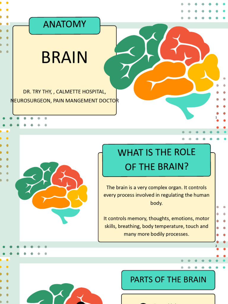 BRAIN Mini Lecture | PDF | Brainstem | Mental Processes