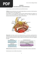 Anatomía Completa de la Nariz | PDF | Nariz humana | Anatomía