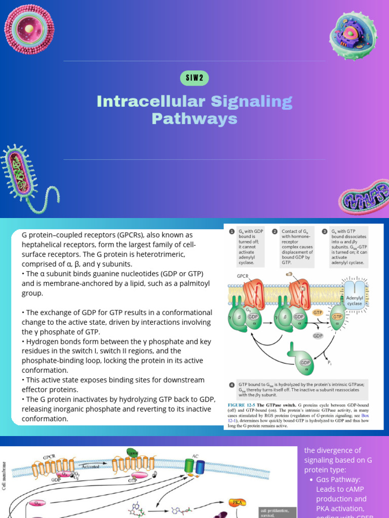 Intracellular Signaling Pathways | PDF | Cell Signaling | Receptor ...