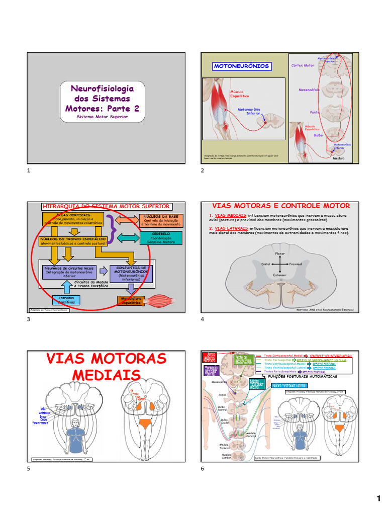 Neuro 8 FIT 2025 - Sistemas Motores - II | PDF | Medula espinhal ...