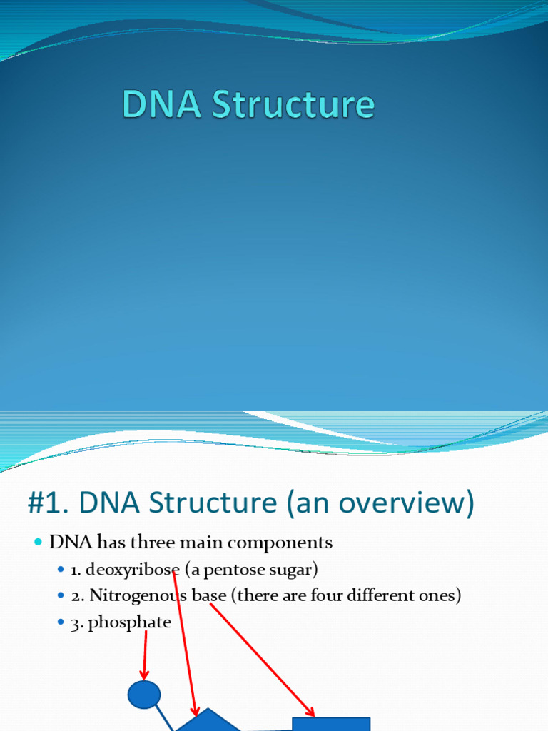 DNA Structure | PDF