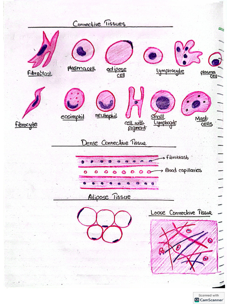Connective Tissue + Cartilage Practical | PDF
