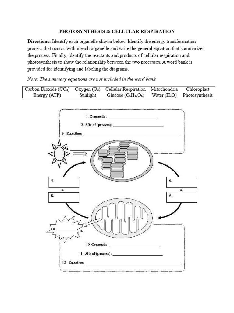 Biocycle Worksheet Grade 8 | PDF