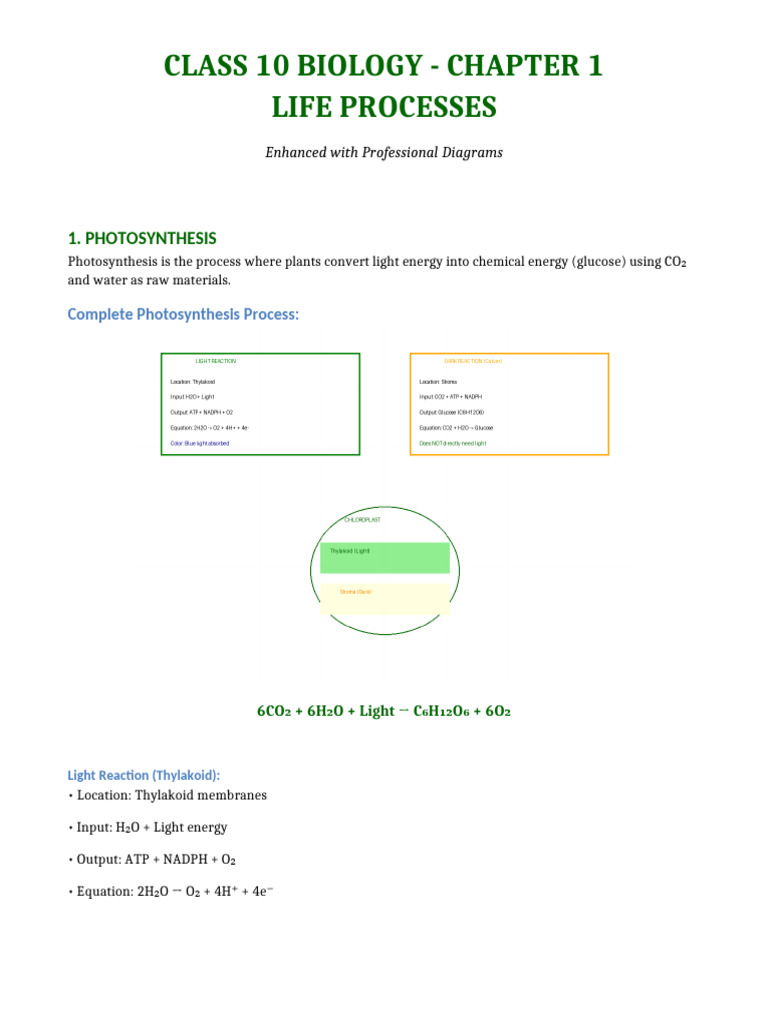 Class 10 Biology With Diagrams | PDF | Digestion | Blood