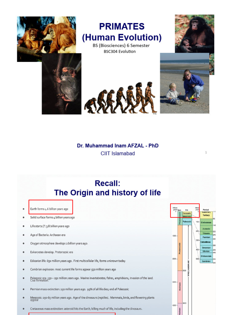 6 Human Evolution | PDF | Ape | Hominidae