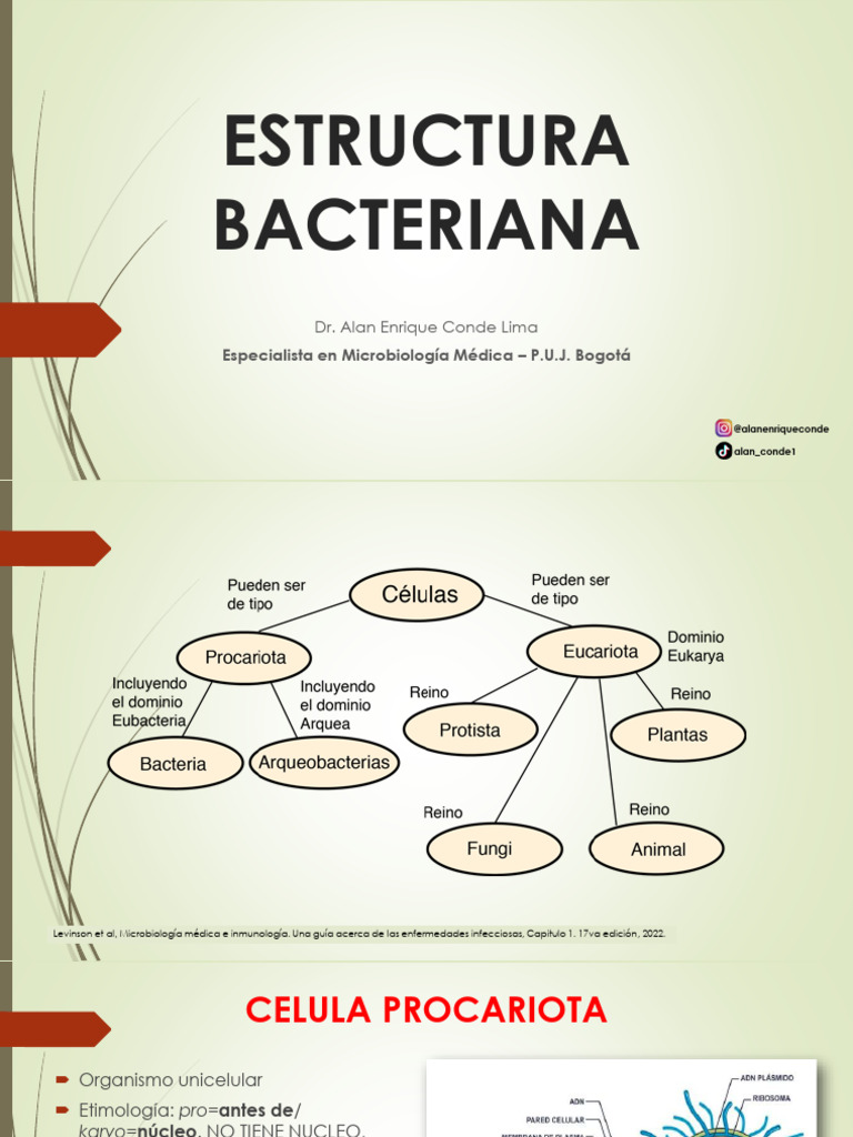 ESTRUCTURA BACTERIANA | PDF | Bacterias Gram Positivas | Las bacterias