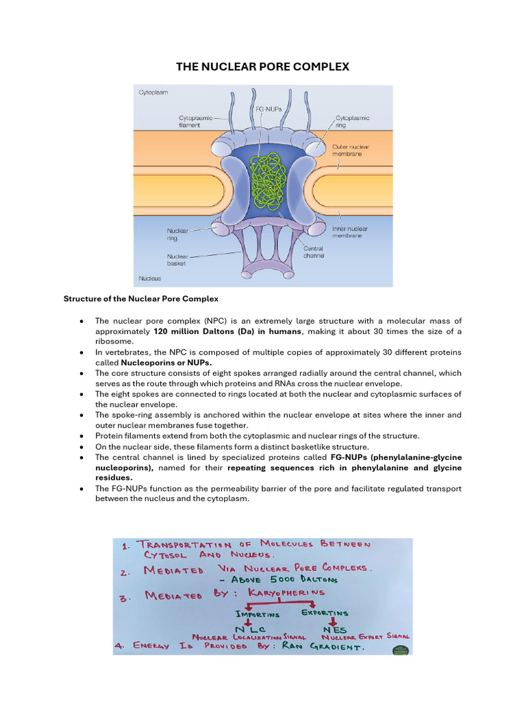 The Nuclear Pore Complex | PDF | Cell Nucleus | Macromolecules
