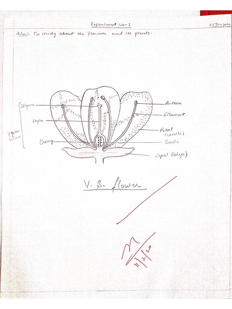 botany practical file | PDF