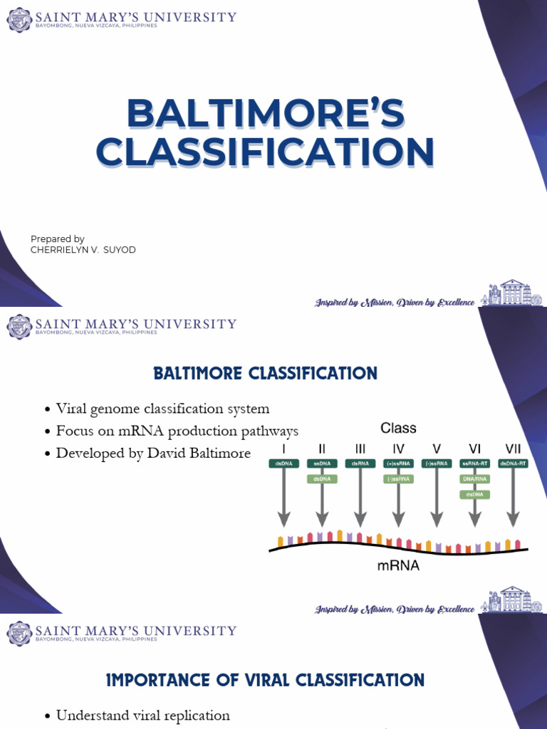 Baltimore-Classification (1) | PDF | Virus | Biology