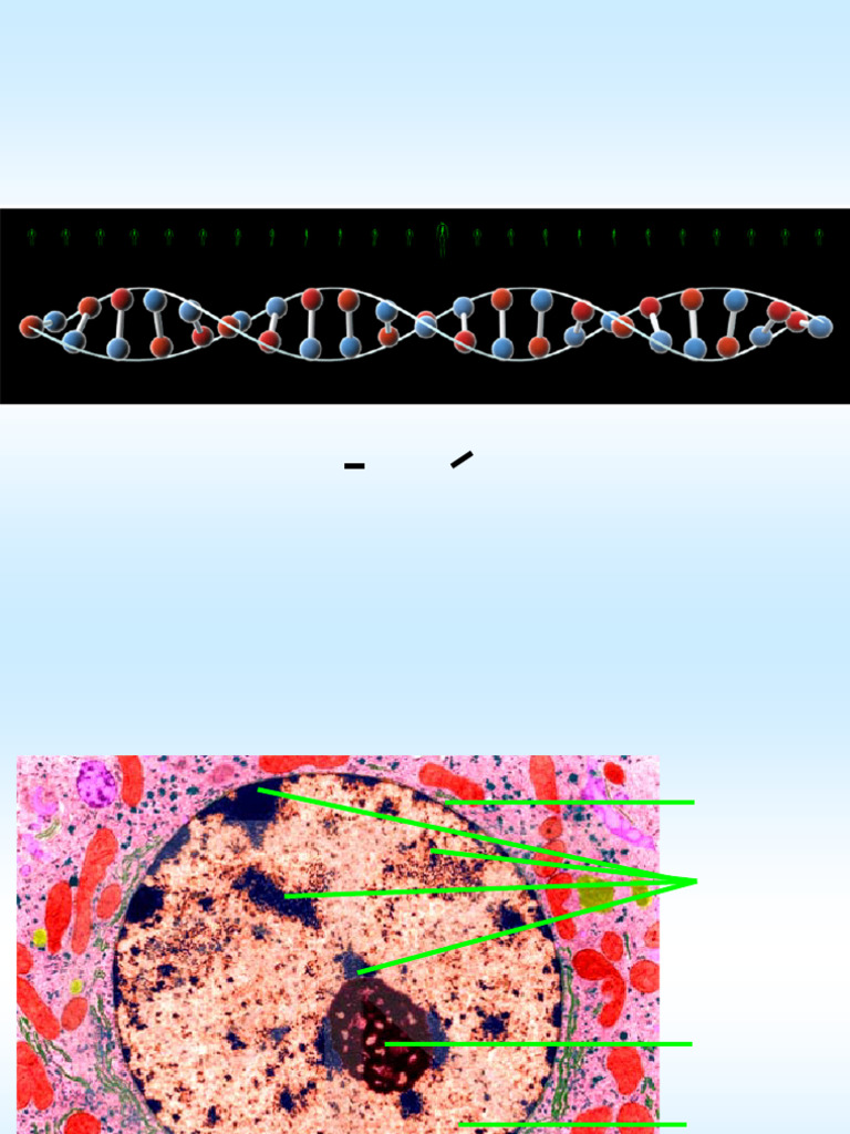 Nucleus Chromosomes and Chromatin | PDF | Chromatin | Histone