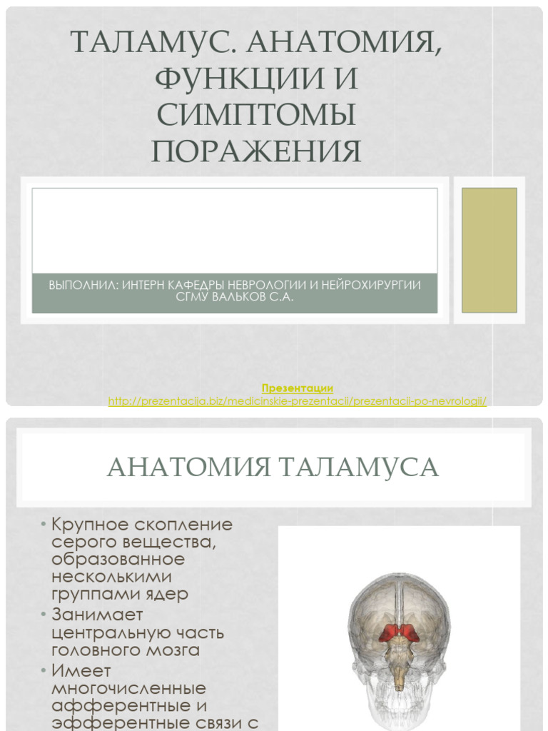 Prezentatsiya Na Temu Talamus | PDF