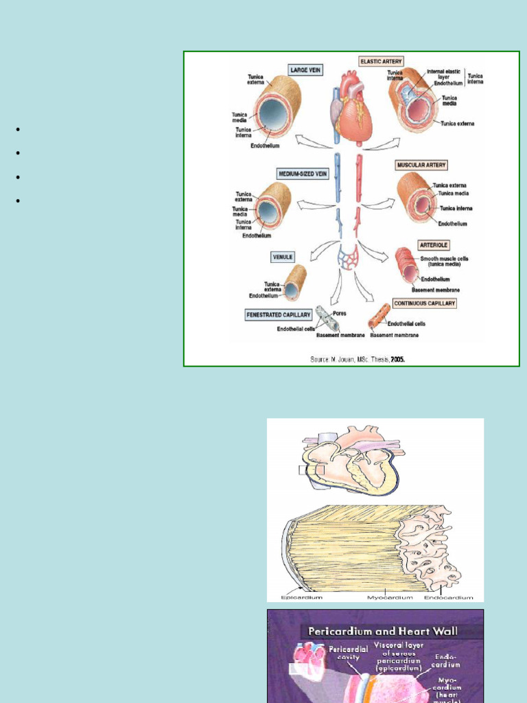 cardiovascular module 3rd year | PDF | Artery | Cardiac Muscle