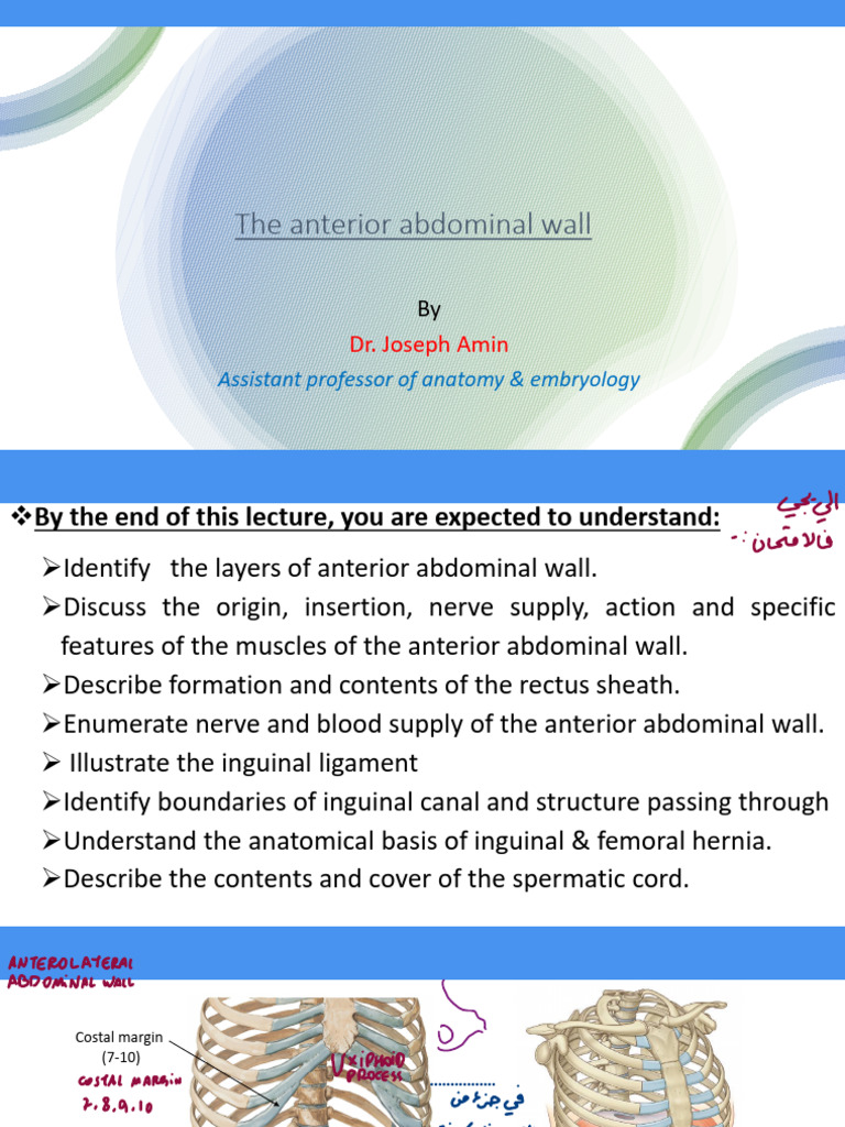 Anterior abdominal wall (1) | PDF | Abdomen | Musculoskeletal System