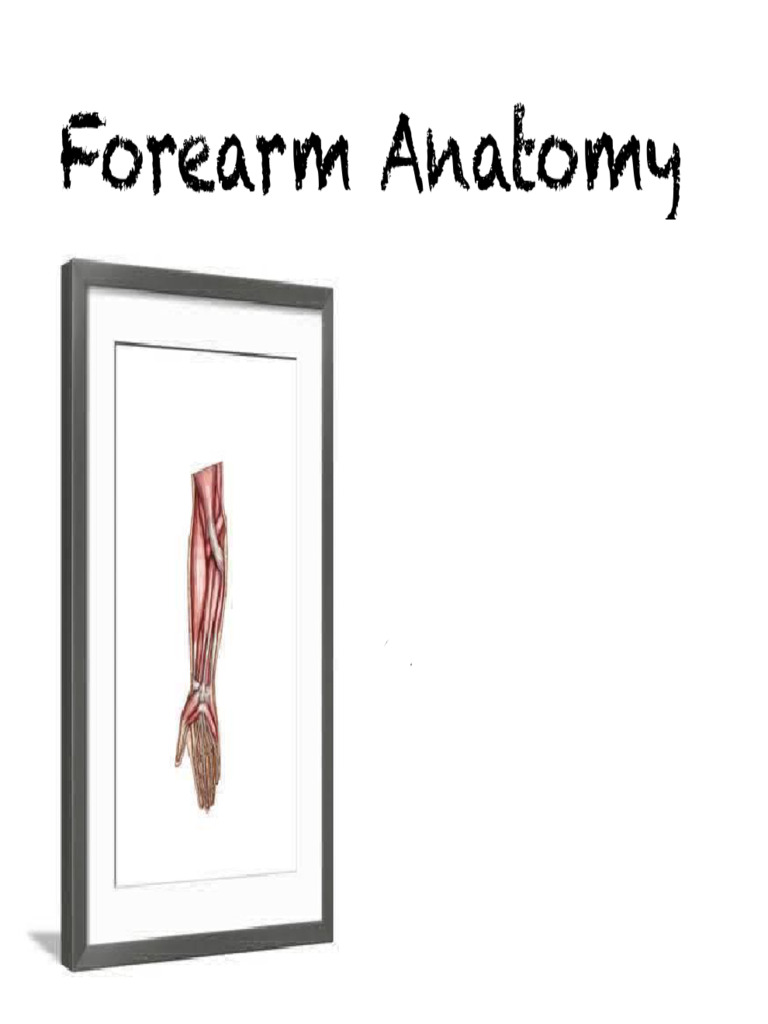 Forearm Anatomy. | PDF