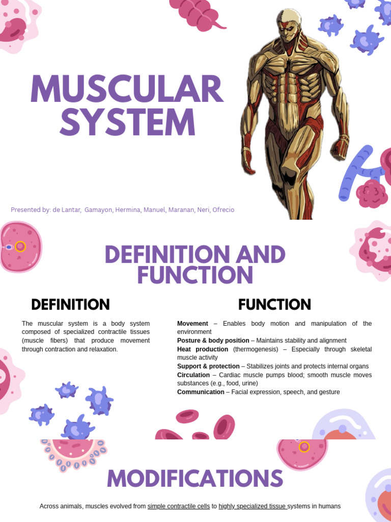 Group 3 Muscular System | PDF | Skeletal Muscle | Skeleton