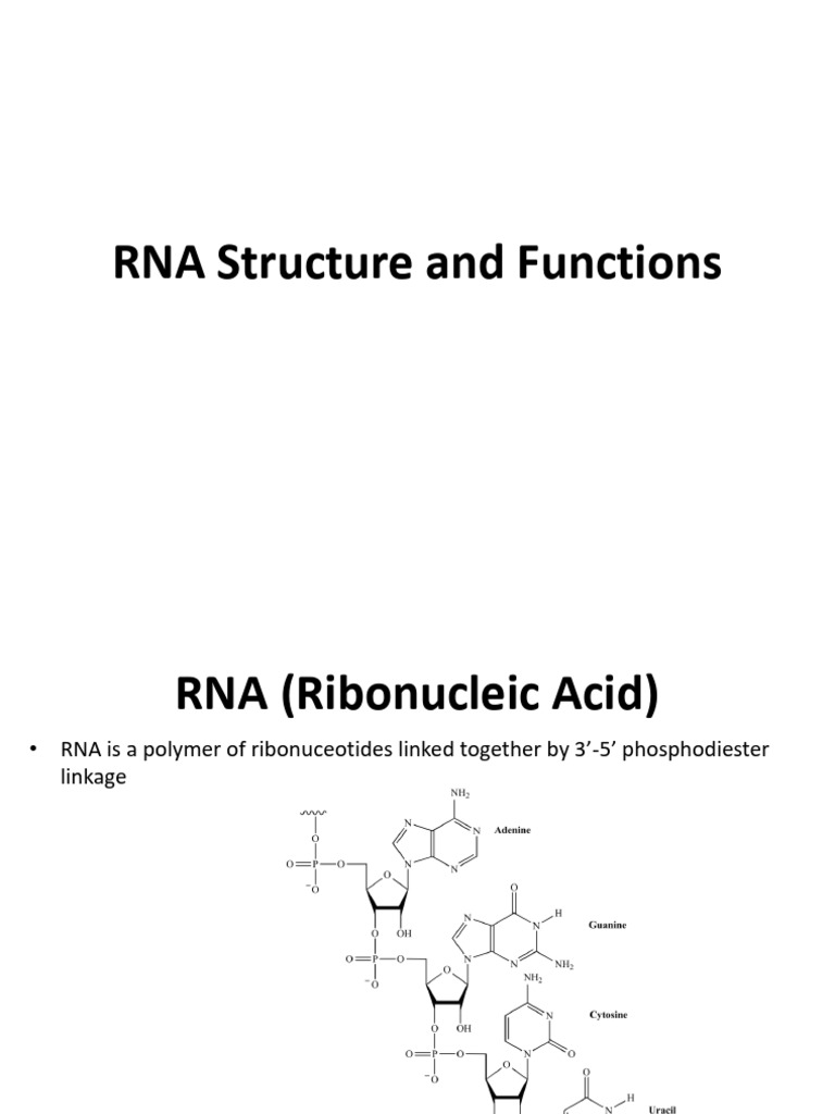 RNA Structure and Functions | PDF | Rna | Messenger Rna
