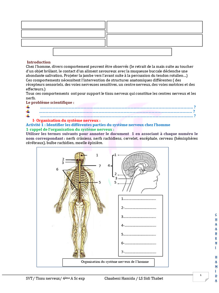 Chapitre 1 Le Tissu Nerveux Final Copie Élève 2526 | PDF | Nerf | Neurone