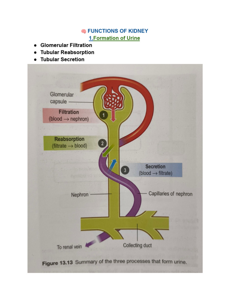 ? Functions of Kidney | PDF | Kidney | Organ (Anatomy)