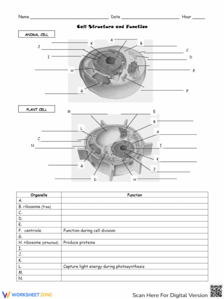 Cell Structures Functions Map Venn Diagram | PDF