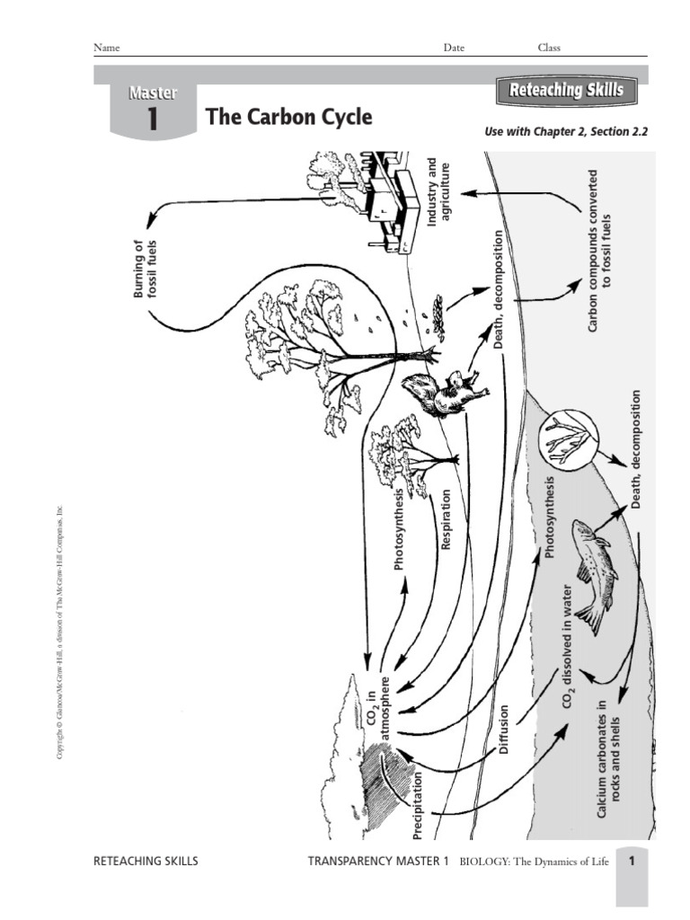 Carbon Cycle | PDF | Carbon Cycle | Carbon Dioxide