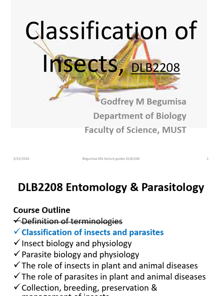 Classification of Insects- 4 DLB | PDF | Fly | Beetle