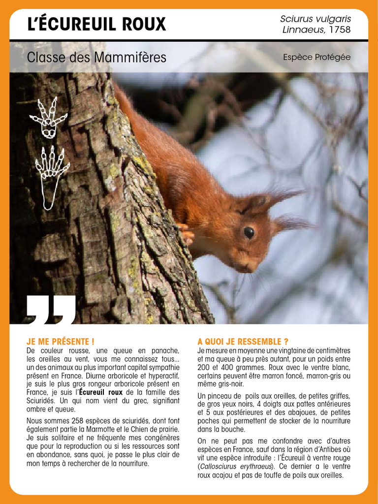 Fiche Especes - Ecureuil Roux | PDF | Zoologie