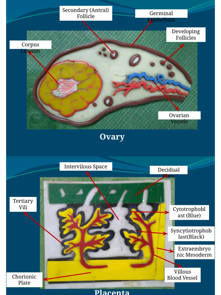 Embryo Models(Labelled) Min 1 | PDF | Developmental Biology | Reproduction