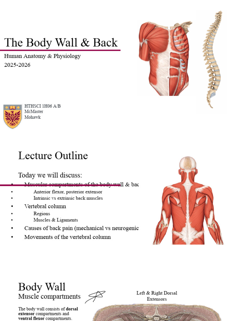 16 - MSK Body Wall & Back (Handout) F2025 Copy | PDF | Vertebra | Abdomen