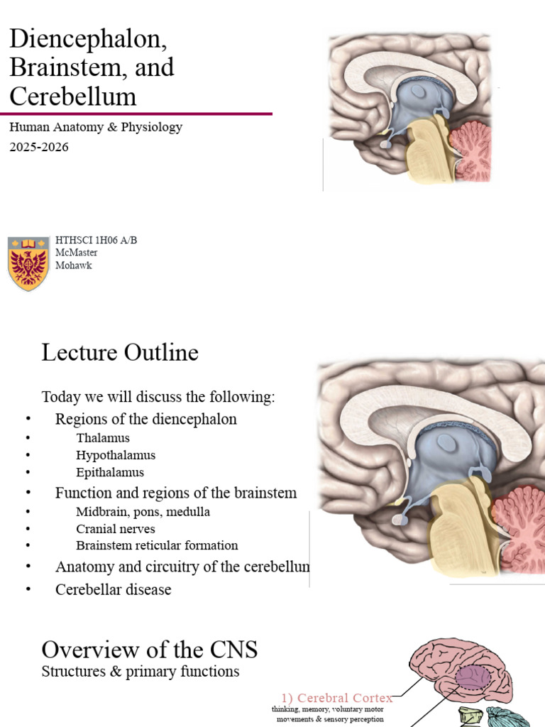 08 - NS Diencephalon, Brainstem & Cerebellum (handout) F2025 copy | PDF ...