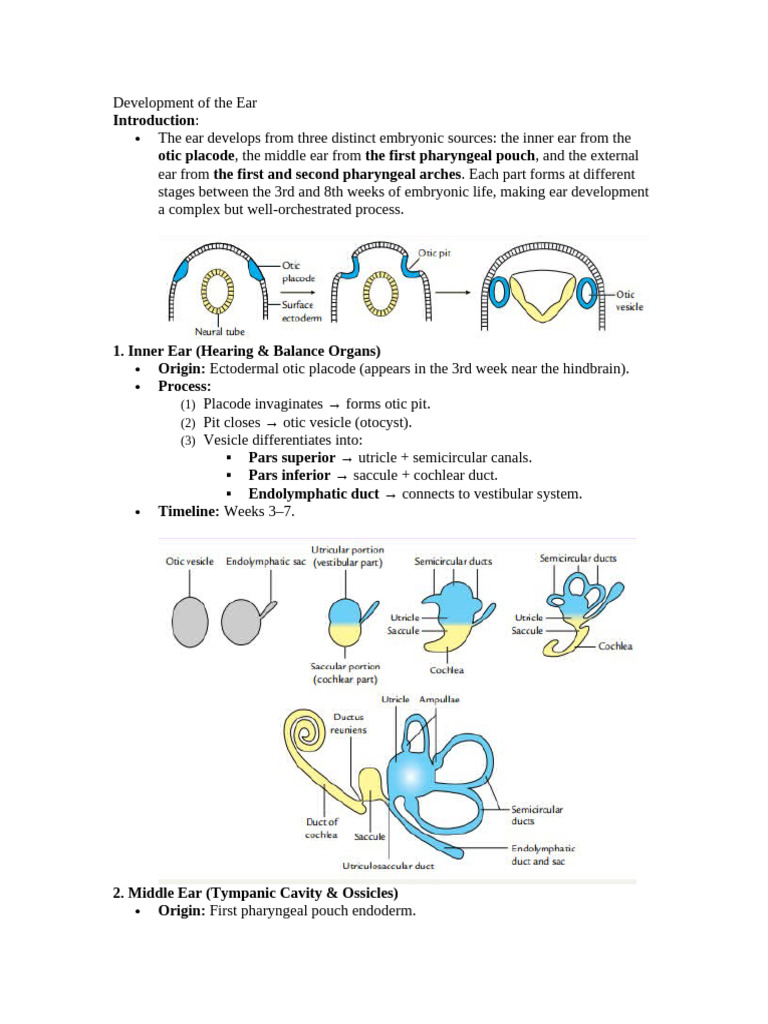 Development of The Ear | PDF | Ear | Sensory Organs