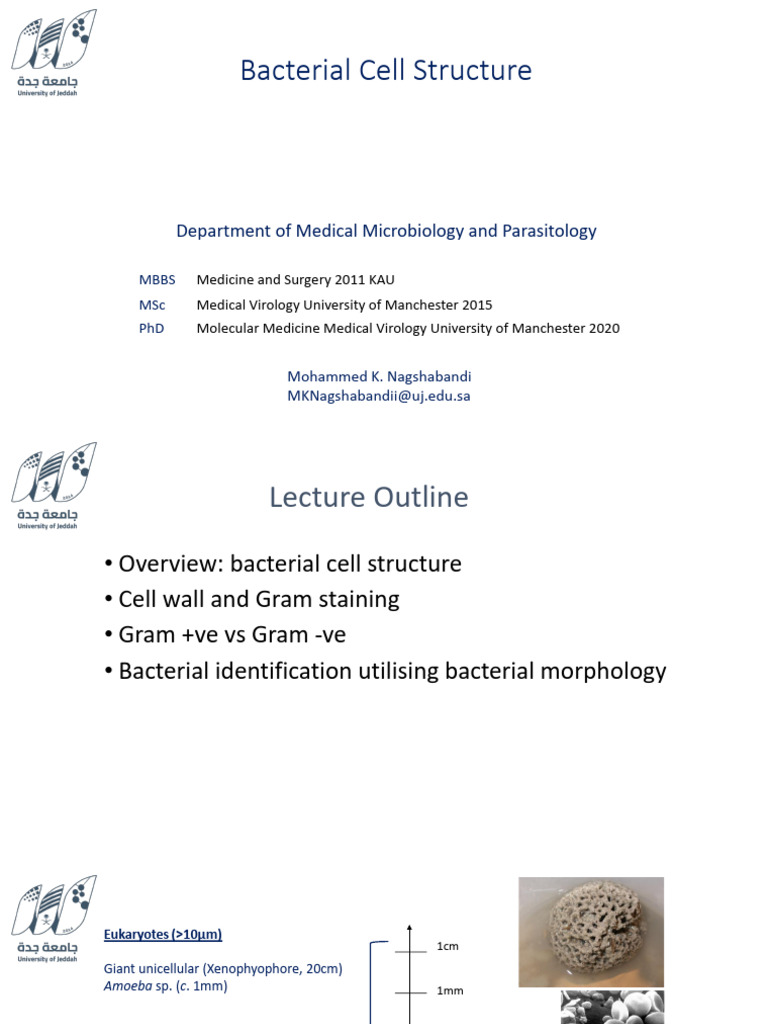 2025 Bacterial Cell Structure Microbiology 2 | PDF | Bacteria | Biology