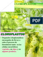 Dias Positivas Del Cloroplasto Nuevas