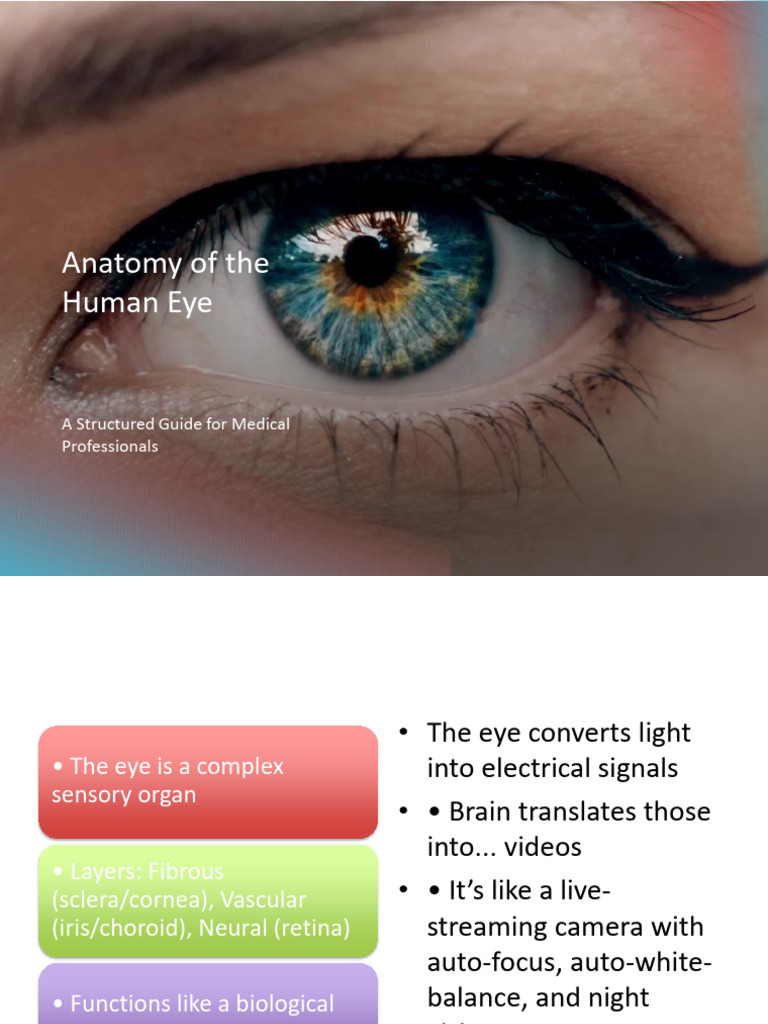 Human Eye Anatomy Clinical Presentation Complete | PDF | Eye | Human Eye