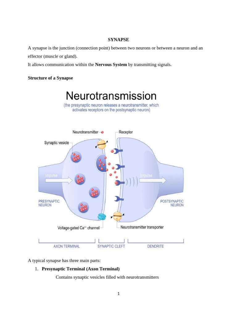 Synapse | PDF