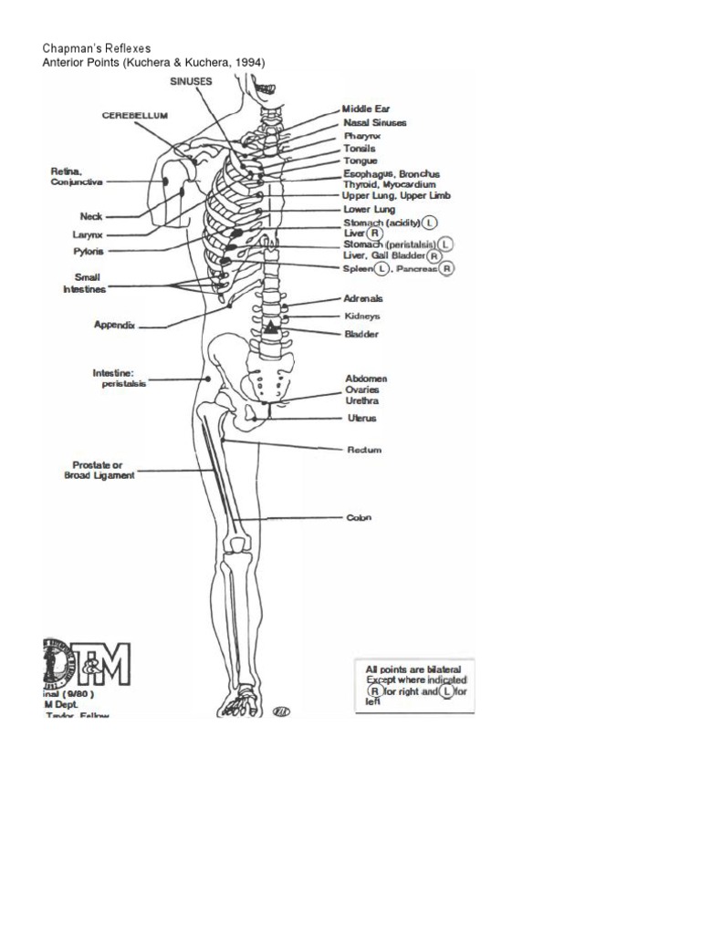 Chapmans Reflexes | PDF | Vertebra | Anatomical Terms Of Location