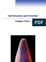 Cell Structure and Function: Chapter 4 Part 1