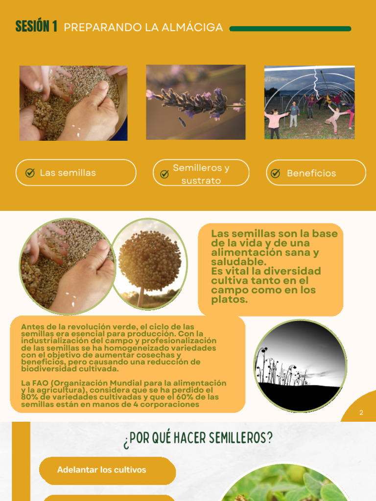 1.Preparando La Almáciga-1 | PDF | Agricultura | Semilla