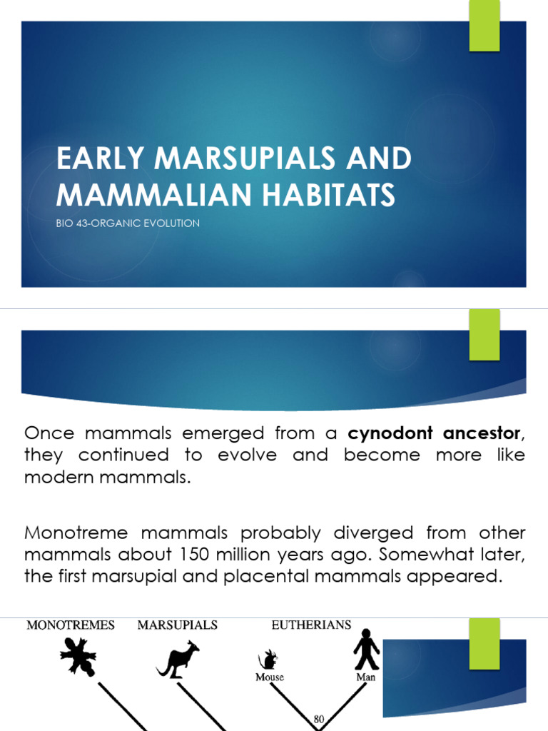 Chapter IV-Mammalian Evolution Part 2 | PDF | Mammals | Marsupials
