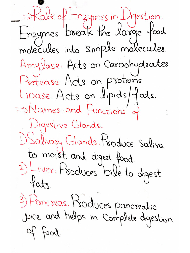 Human Digestive System Lecture 2 | PDF