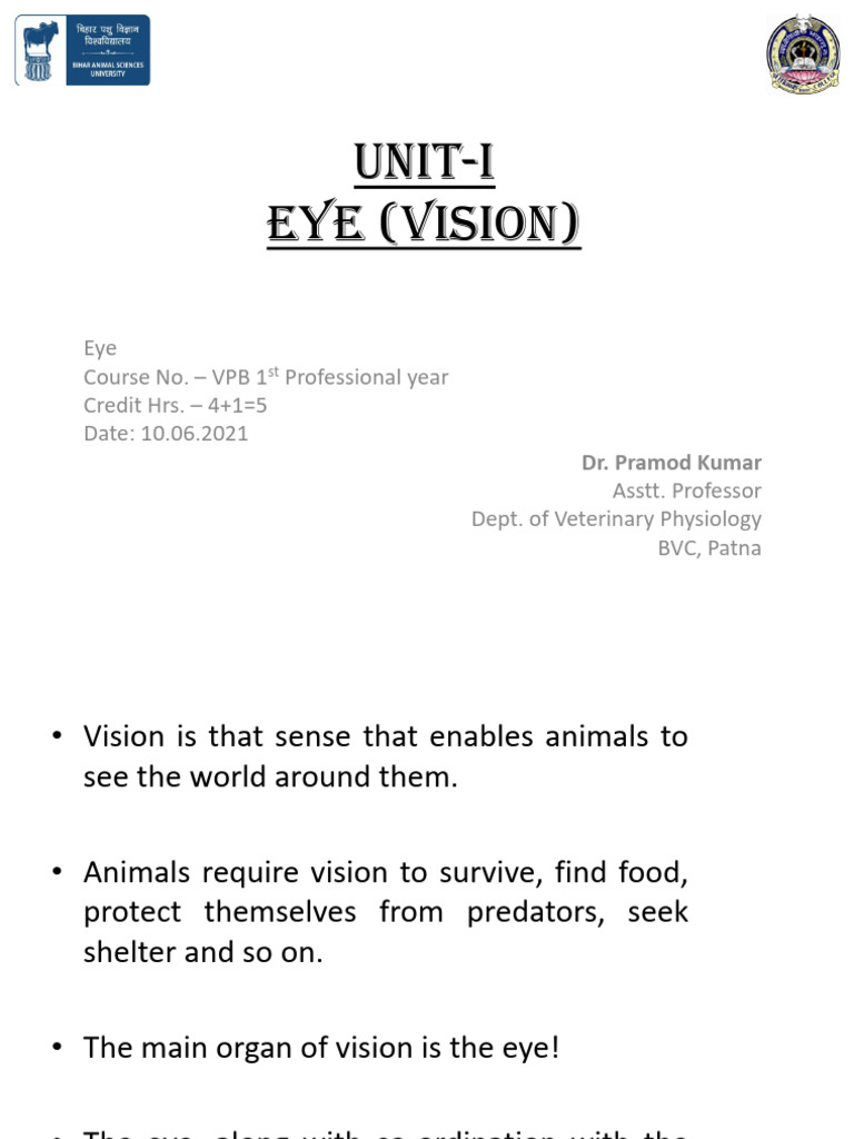 Eye II Converted | PDF | Eye | Visual Perception