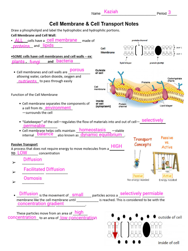 Cell Membrane & Cell Transport Guided Notes | PDF | Cell Membrane ...