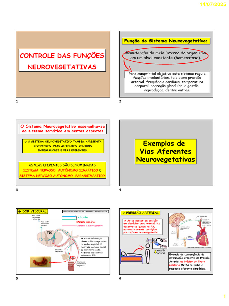 Neuro 10 FIT 2025 - Sistema Neurovegetativo | PDF | Sistema nervoso ...